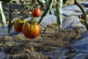 Des tomates bio de qualité
